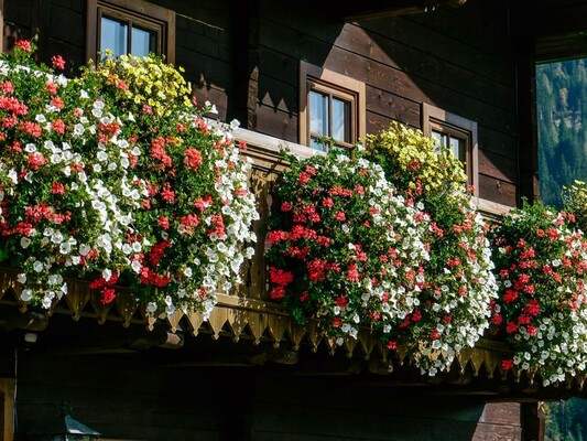 Blütenpracht im Sommer | © Thomas Reicher