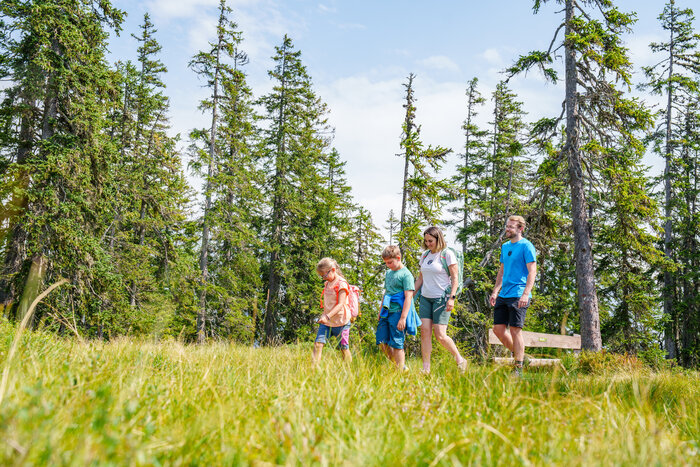 Familienwanderung am Moorpfad auf dem Rossbrand | © Gerald Oberreiter_www.filzmoos.at Eine Familie mit zwei Kindern wandert über eine blühende Wiese am Moorpfad auf dem Rossbrand, umgeben von hohen Nadelbäumen. | © Gerald Oberreiter_www.filzmoos.at